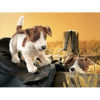 Terrier, Jack Russell (smooth Coat) Hand Puppet