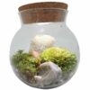 Moss Bowl Terrarium