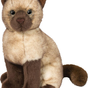 Chai Siamese Cat