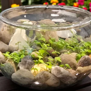 Mini Water Plants