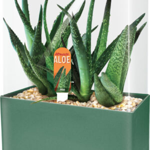 Altruistic Aloe