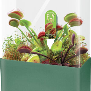 Fascinating Flytraps
