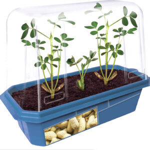 Grow Your Own Peanuts