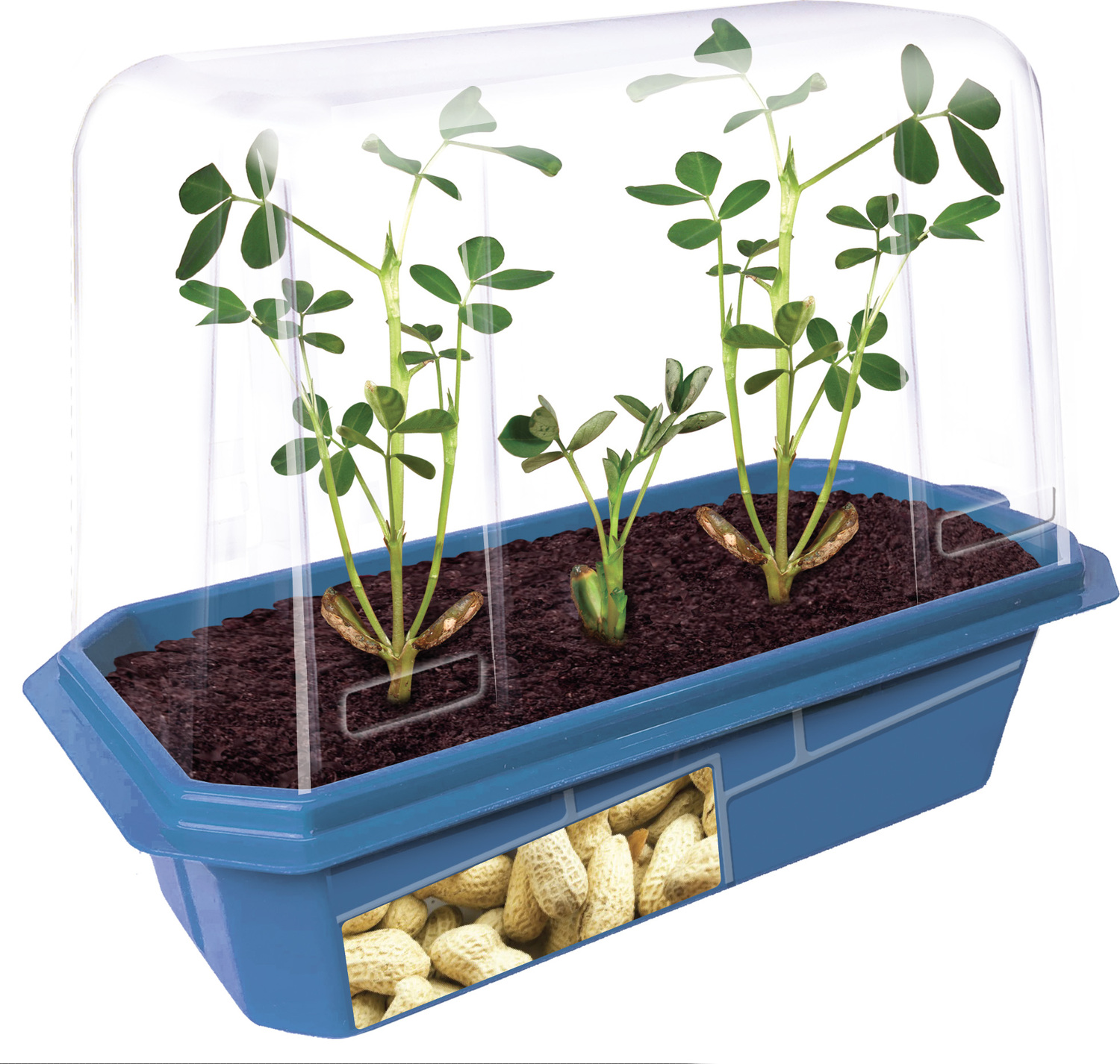 Grow Your Own Peanuts